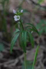 Cardamine trifida