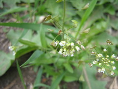 Capsella bursa-pastoris