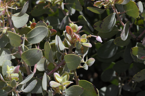 Mallory's manzanita (Arctostaphylos malloryi)