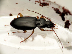 Patrobus longicornis