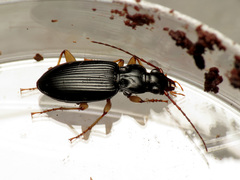 Patrobus longicornis