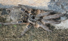 Ceratogyrus marshalli