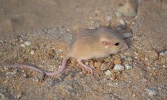 Perognathus longimembris