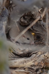 Perognathus longimembris