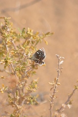 Hesperopsis libya