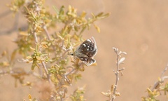 Hesperopsis libya