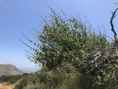 Malacothamnus fasciculatus catalinensis