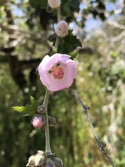 Malacothamnus fasciculatus catalinensis