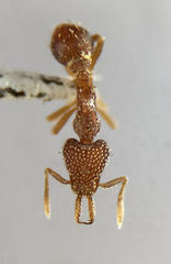 Strumigenys louisianae