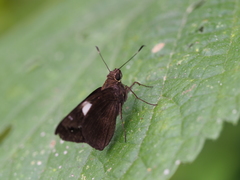 Notocrypta feisthamelii