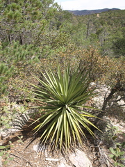 Yucca madrensis