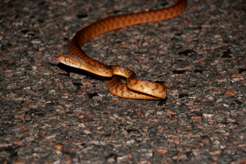 Brown Tree Snake sighting