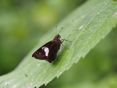 Notocrypta feisthamelii