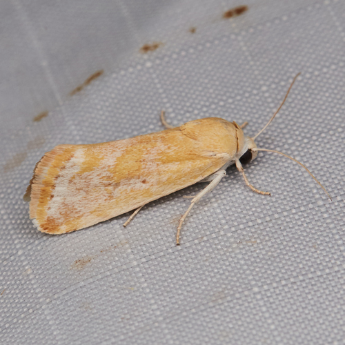 Ponometia mcdunnoughi