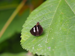 Notocrypta feisthamelii