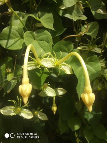 Thunbergia guerkeana image