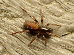 Allocosa