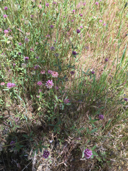 Trifolium ciliolatum