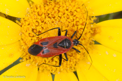 Calocoris nemoralis