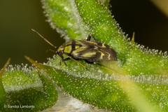 Macrotylus perdictus