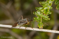 Closterotomus annulus