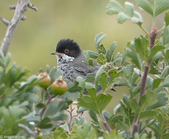 Curruca melanothorax