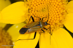 Calocoris nemoralis