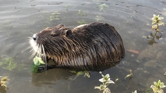 Myocastor coypus
