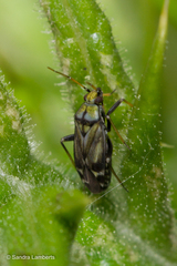 Macrotylus perdictus