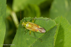 Closterotomus