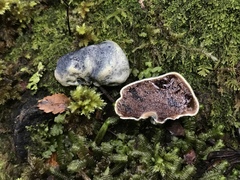 Rossbeevera pachydermis