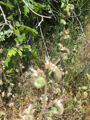 Phacelia heterophylla
