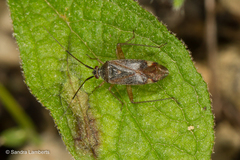 Closterotomus annulus