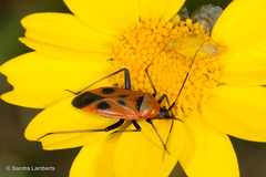 Calocoris nemoralis