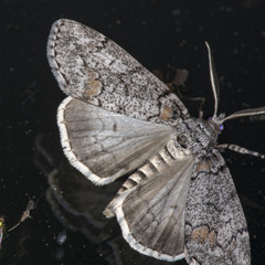 Smyriodes trigramma