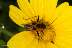 Calocoris nemoralis
