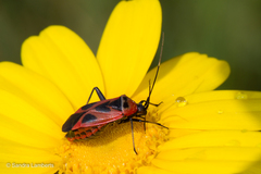 Calocoris nemoralis