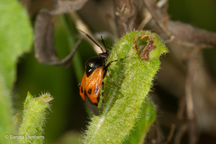 Deraeocoris rutilus