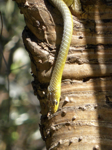 Common Tree Snake sighting