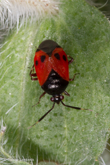 Deraeocoris rutilus