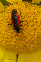Dionconotus neglectus major