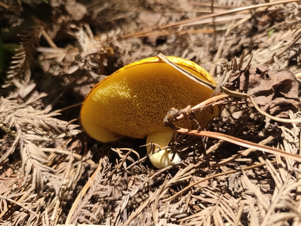 Suillus granulatus · May 2024 · photo: © zhangshen (iNaturalist, cc-by)