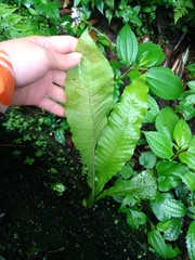 Microsorum membranaceum