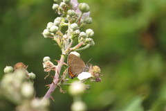 Satyrium pruni