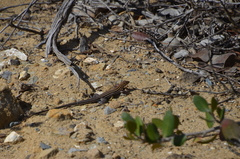 Aspidoscelis hyperythrus beldingi