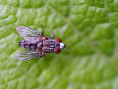 Metopia argyrocephala