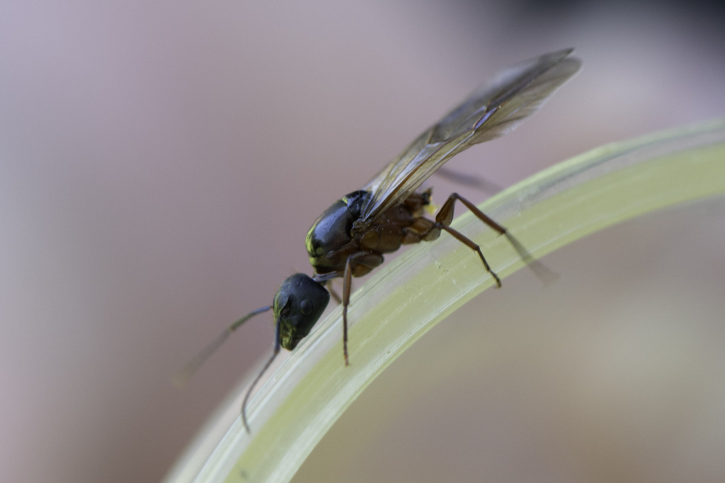 Carpenter Ants, Typical Sugar Ants and Allies from Marin County, CA ...