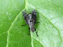 Platystoma seminationis