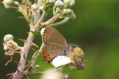 Satyrium pruni