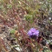 Woolly-headed Gilia - Photo (c) juniedoom, some rights reserved (CC BY-NC), uploaded by juniedoom